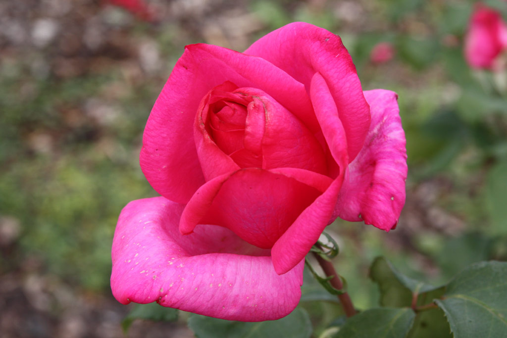 růže Parole