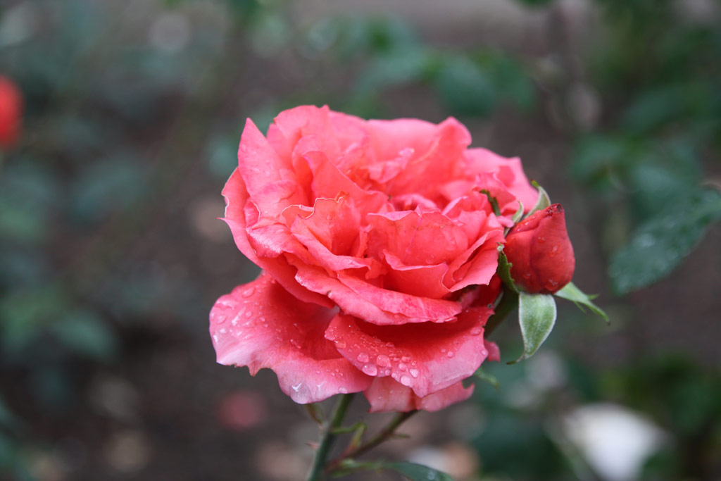 růže Parure (Borov hora)