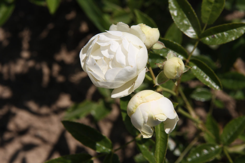 růže Pasaya (Chotobus)