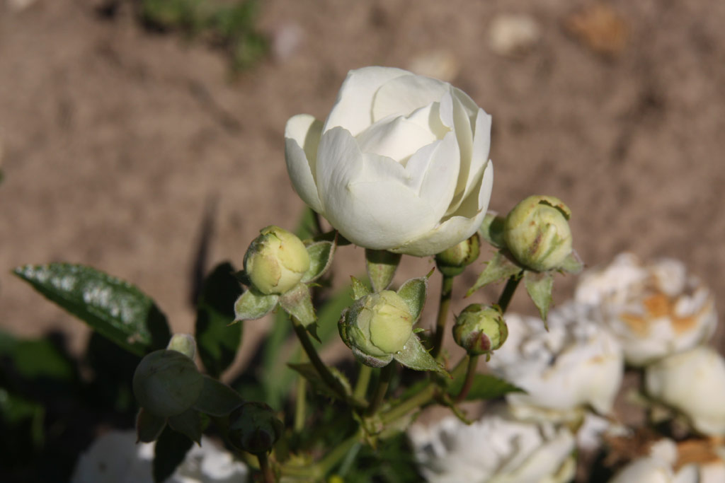 růže Pasaya (Chotobus)