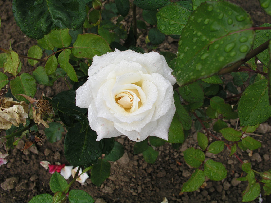 růže Pascali