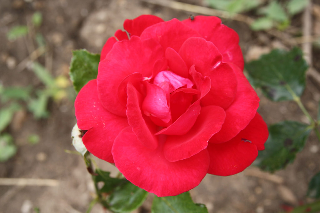 růže Passion (Gaujard)