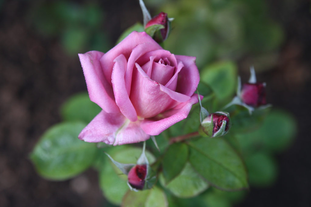 růže Passion (Leenders)