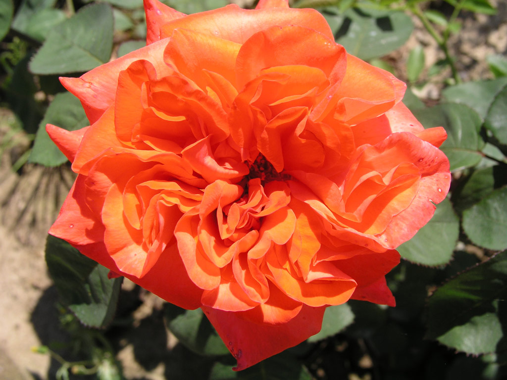 růže Pasteur