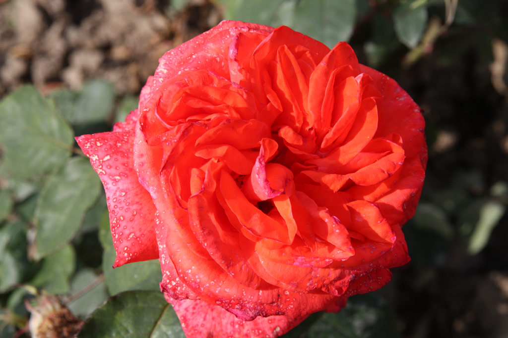 růže Pasteur
