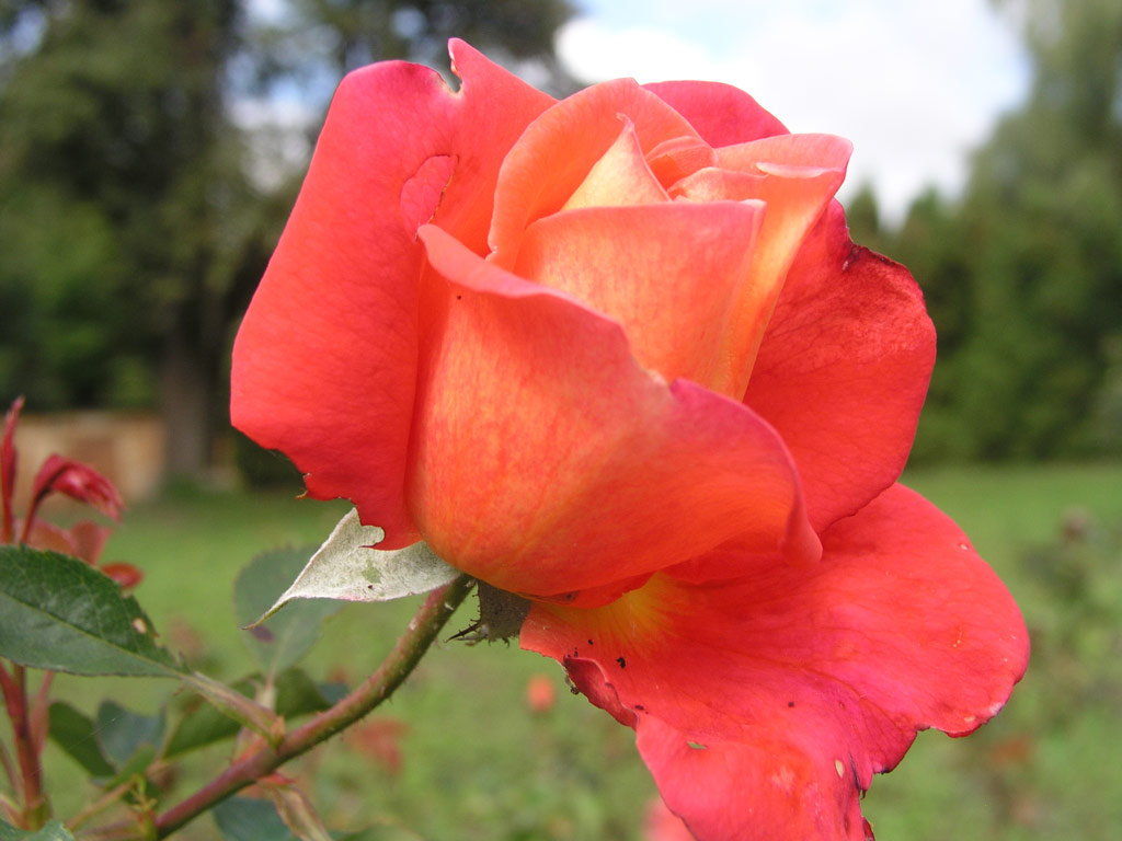 růže Pastorale