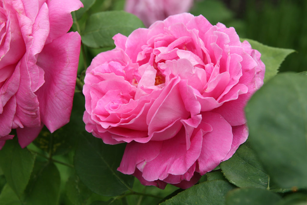 růže Paul Neyron