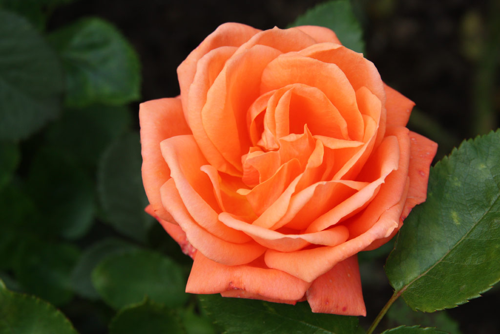 růže Paula Scholle II