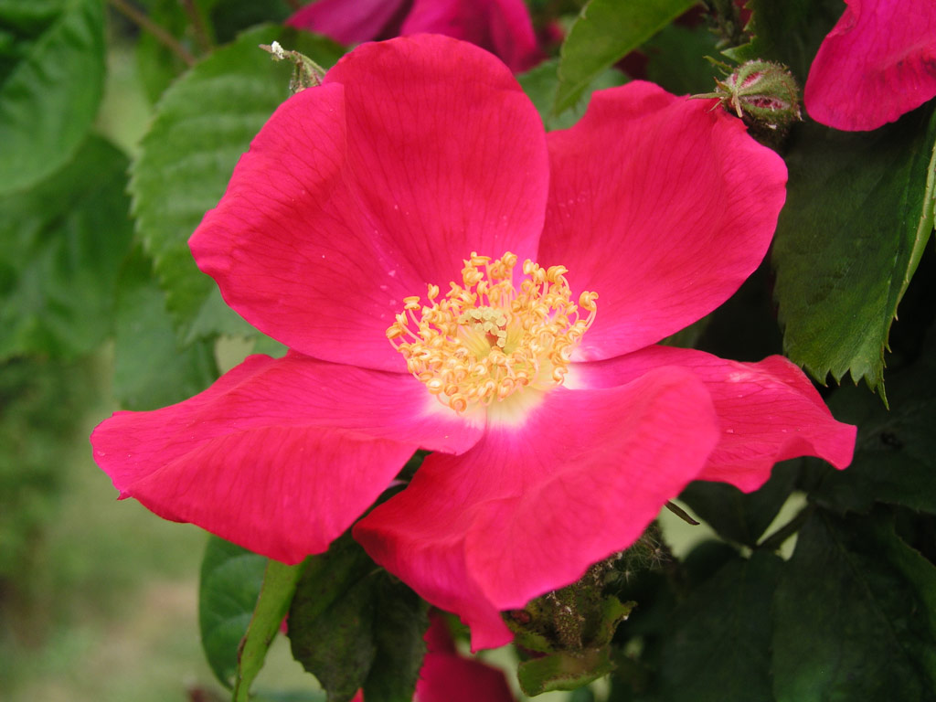 růže Pauls Carmine Pillar