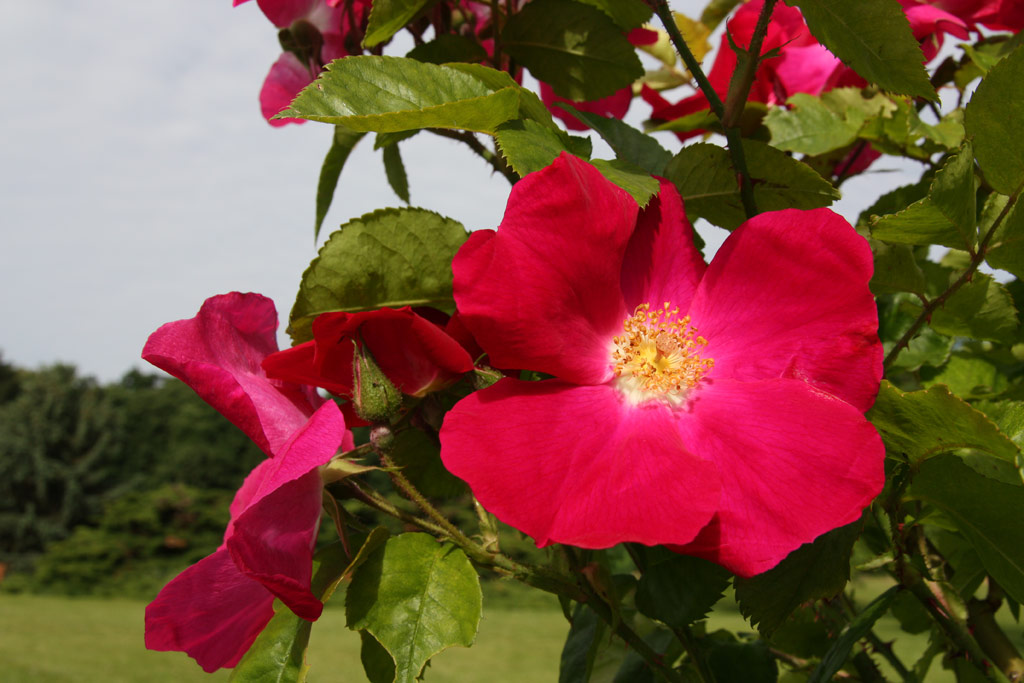 růže Pauls Carmine Pillar