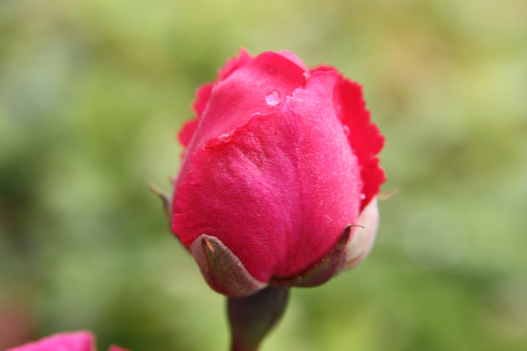 růže Paul�s Scarlet Climber
