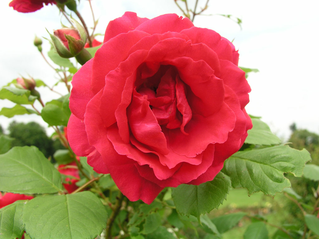 růže Paul�s Scarlet Climber