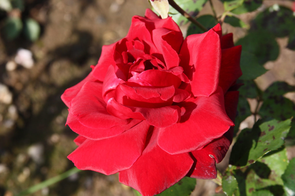 růže Paz Vila