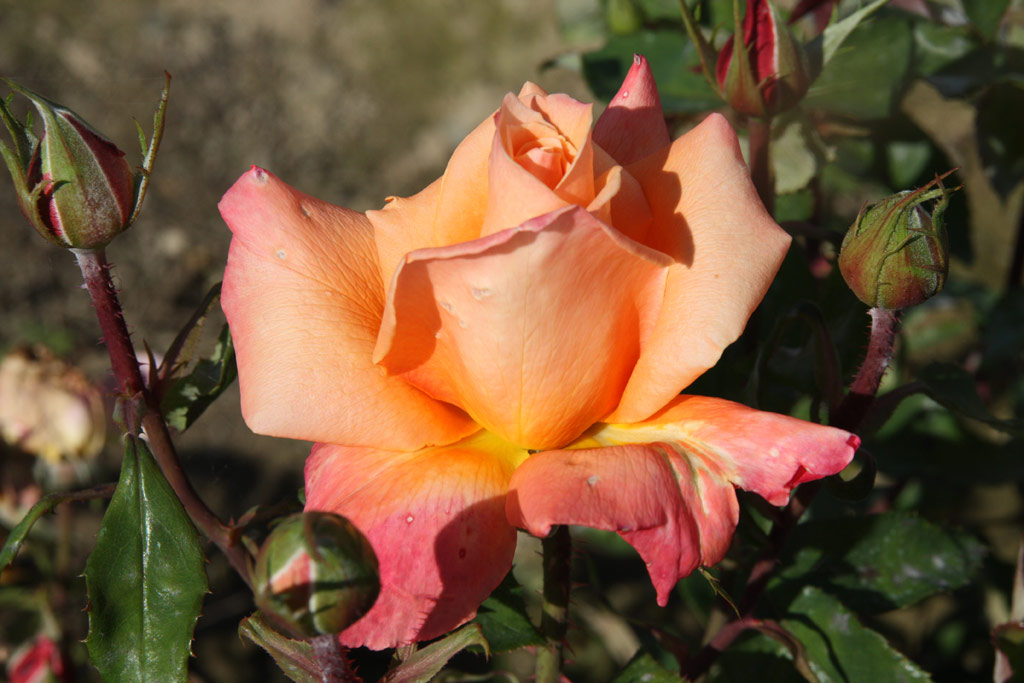 růže Peach Melba (Kordes)