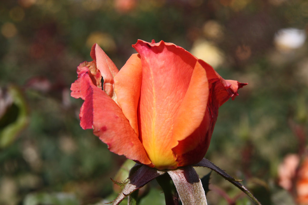 růže Peach Melba (Kordes)