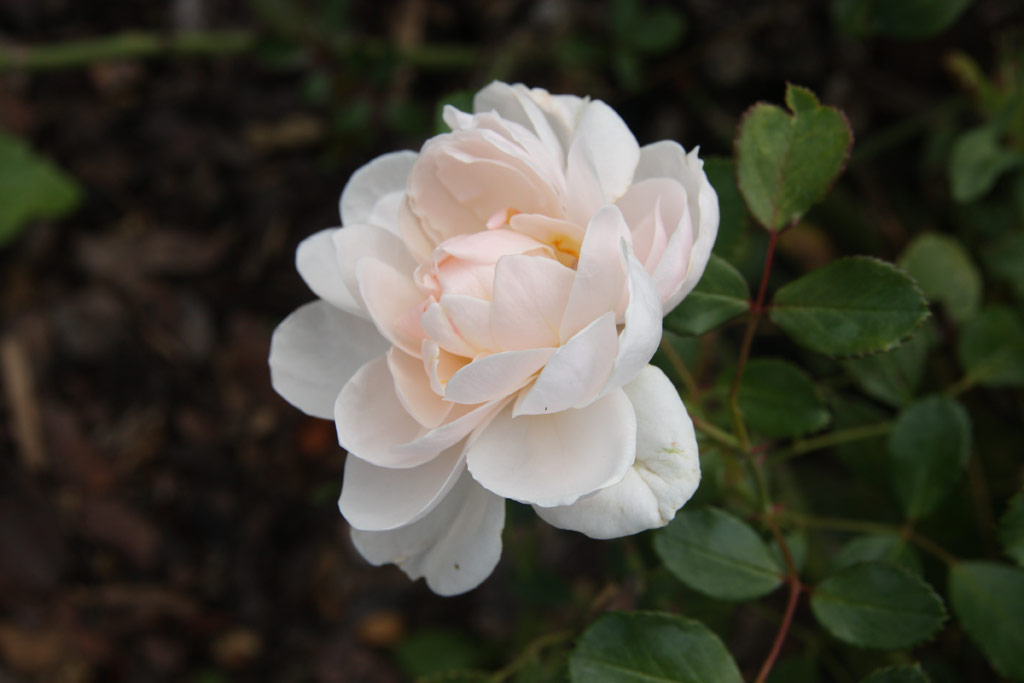 růže Pearl Meidiland