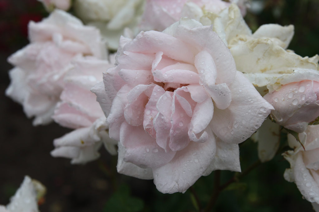růže Pearly Queen