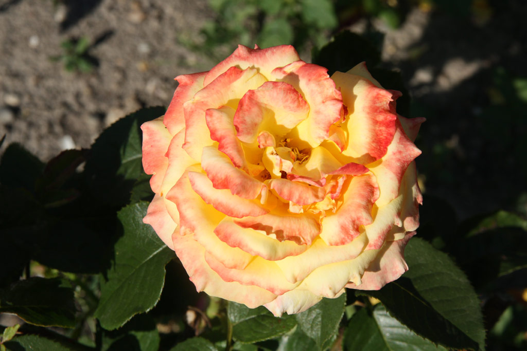 růže Peer Gynt