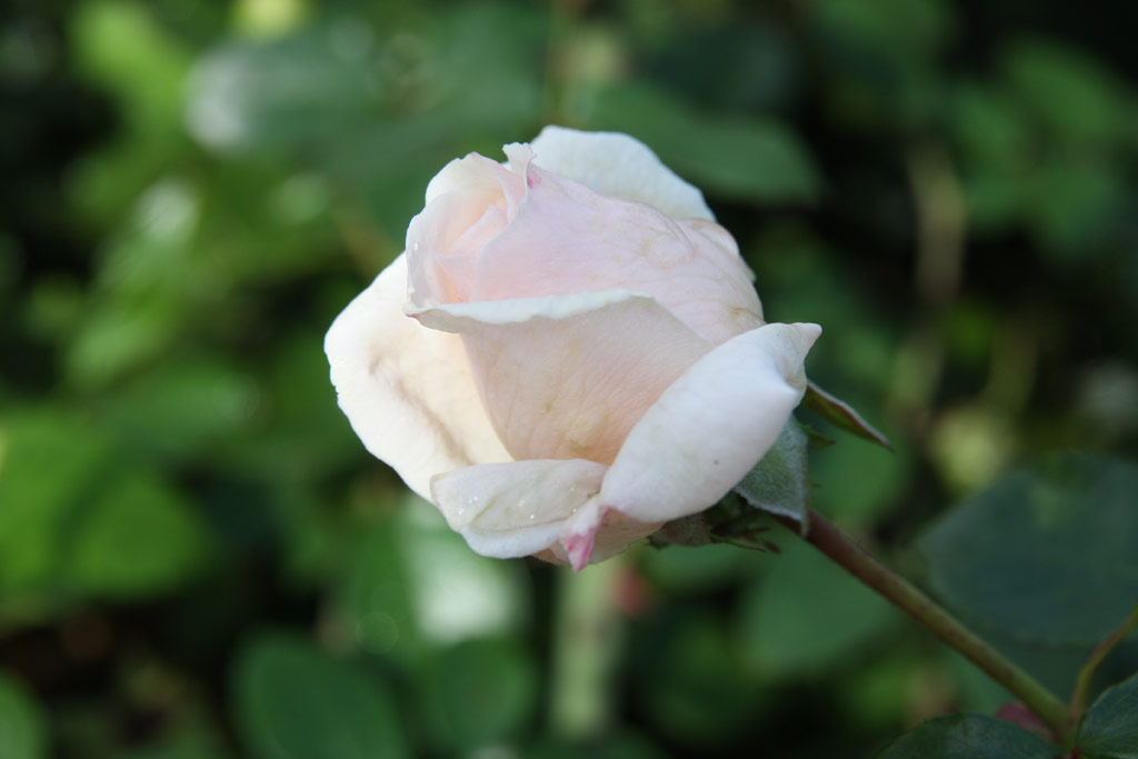 růže Penny Lane