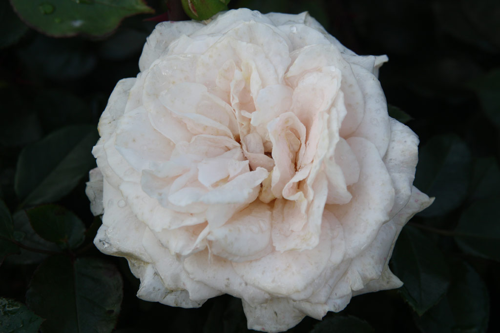 růže Penny Lane