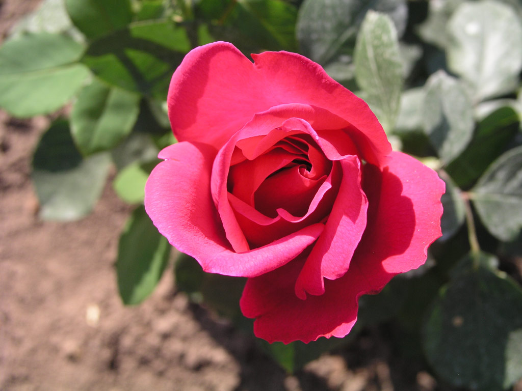 růže Peonea