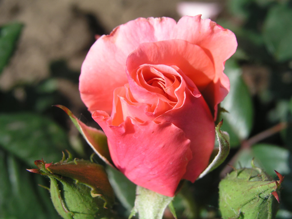 růže Peonea