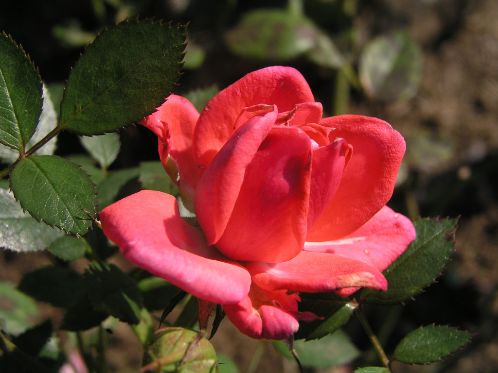 růže Perla Coralin