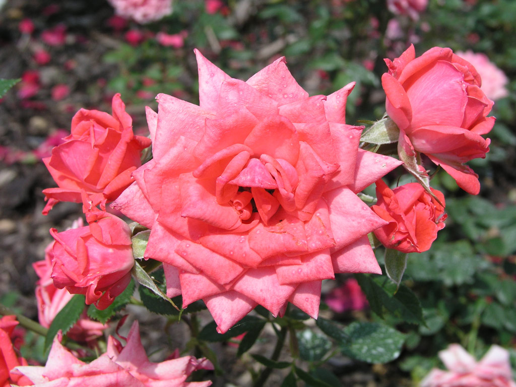 růže Perla Coralin