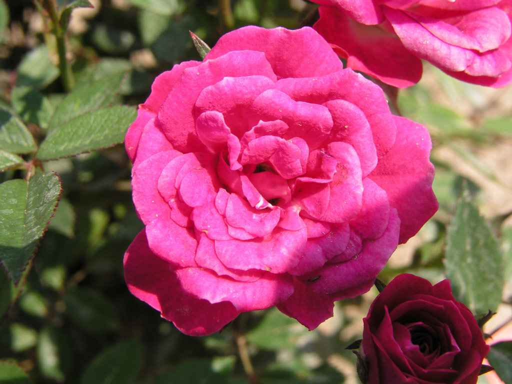 růže Perla de Alcanada