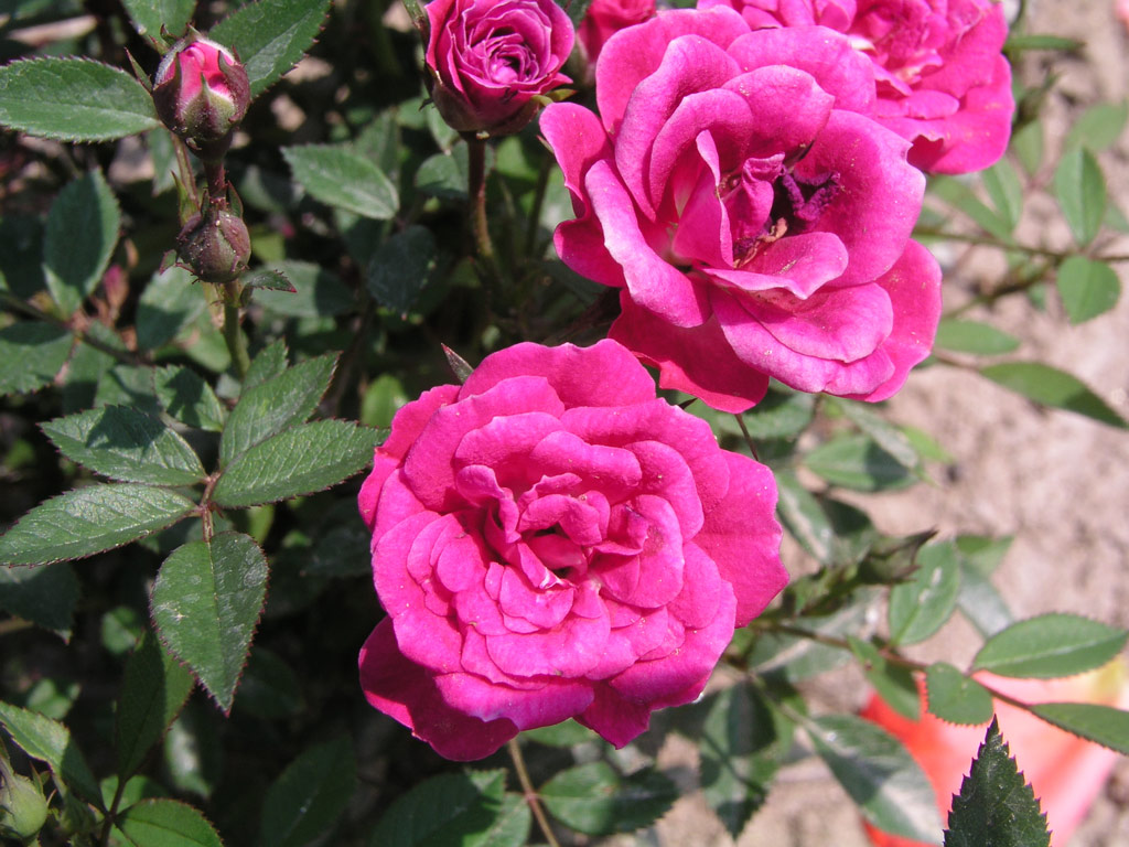 růže Perla de Alcanada