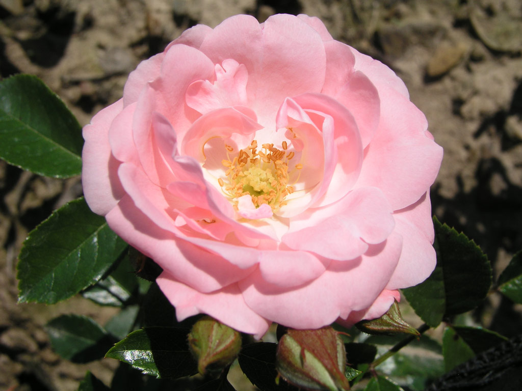 růže Perla de Montserrat