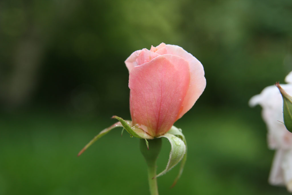 růže Perle dOr