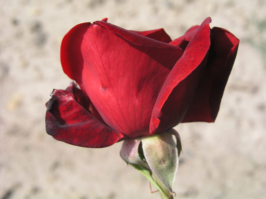 růže Perle Noire