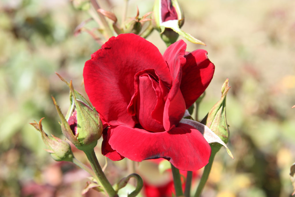 růže Perle Noire