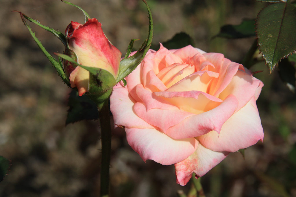 růže Permoser