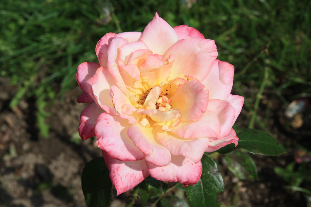 růže Permoser
