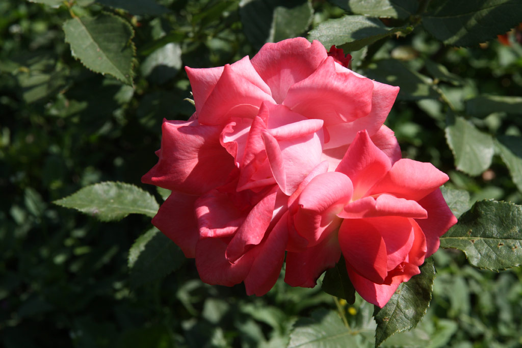 růže Pernille Poulsen
