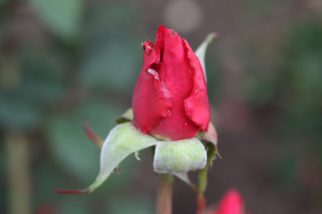 růže Peter Frankenfeld