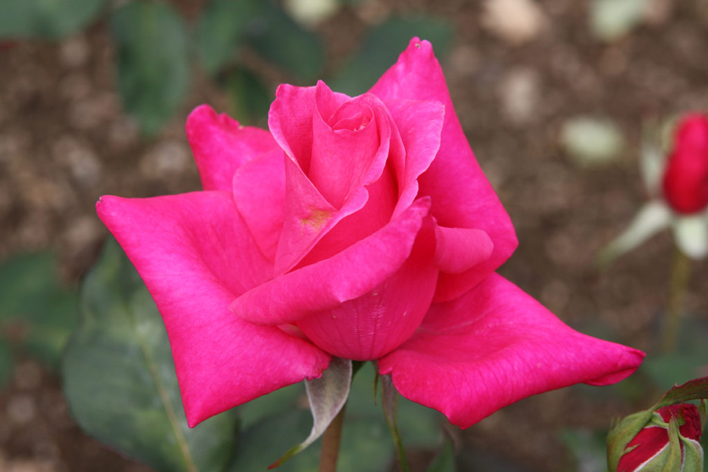 růže Peter Frankenfeld