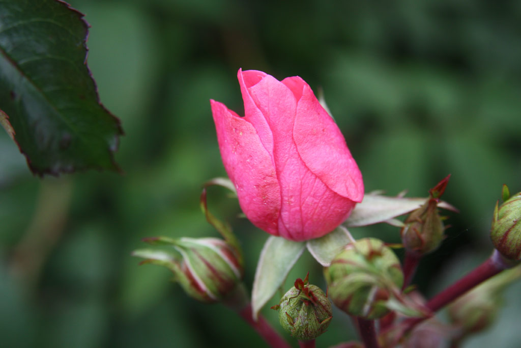 růže Petrina