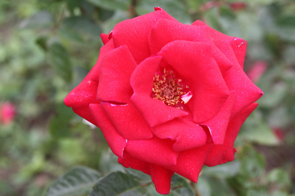 růže Petrczy Kata Szidnia