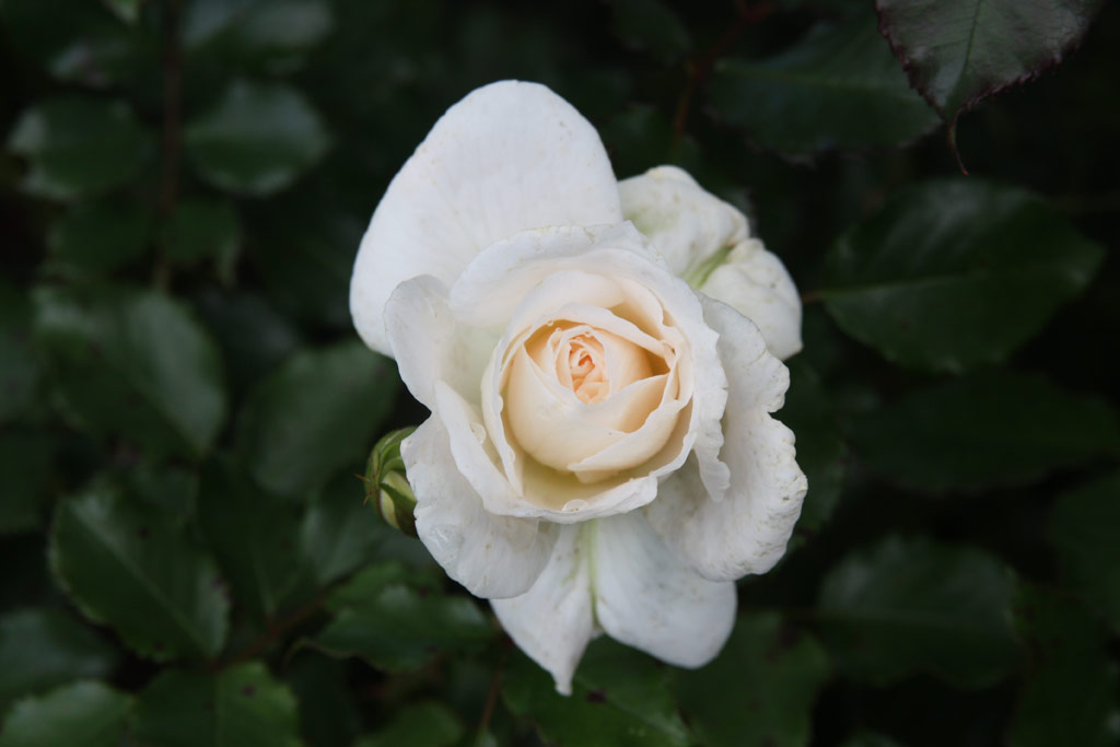 růže Petticoat