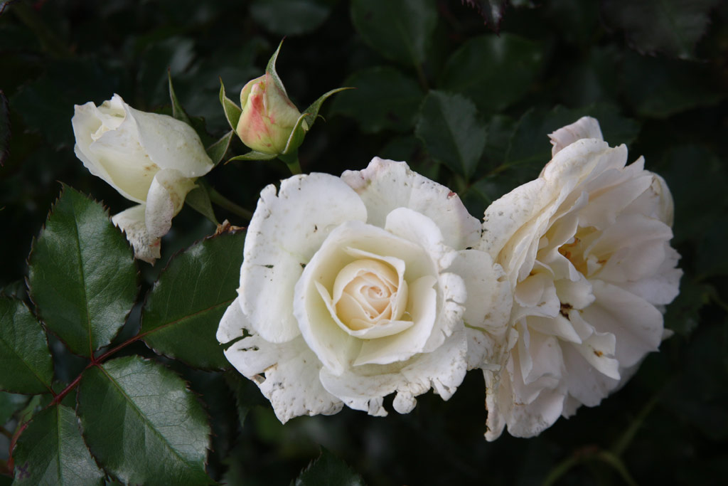 růže Petticoat