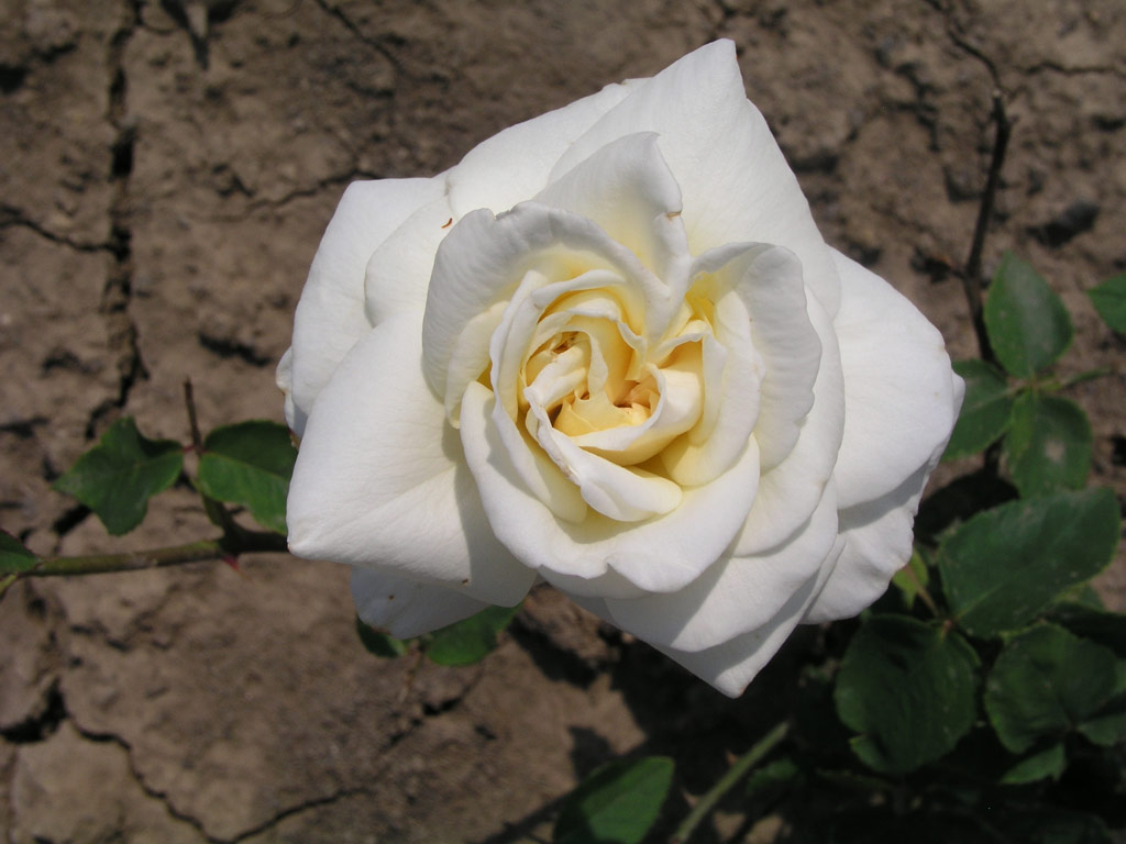 růže Phoebe (Cant)