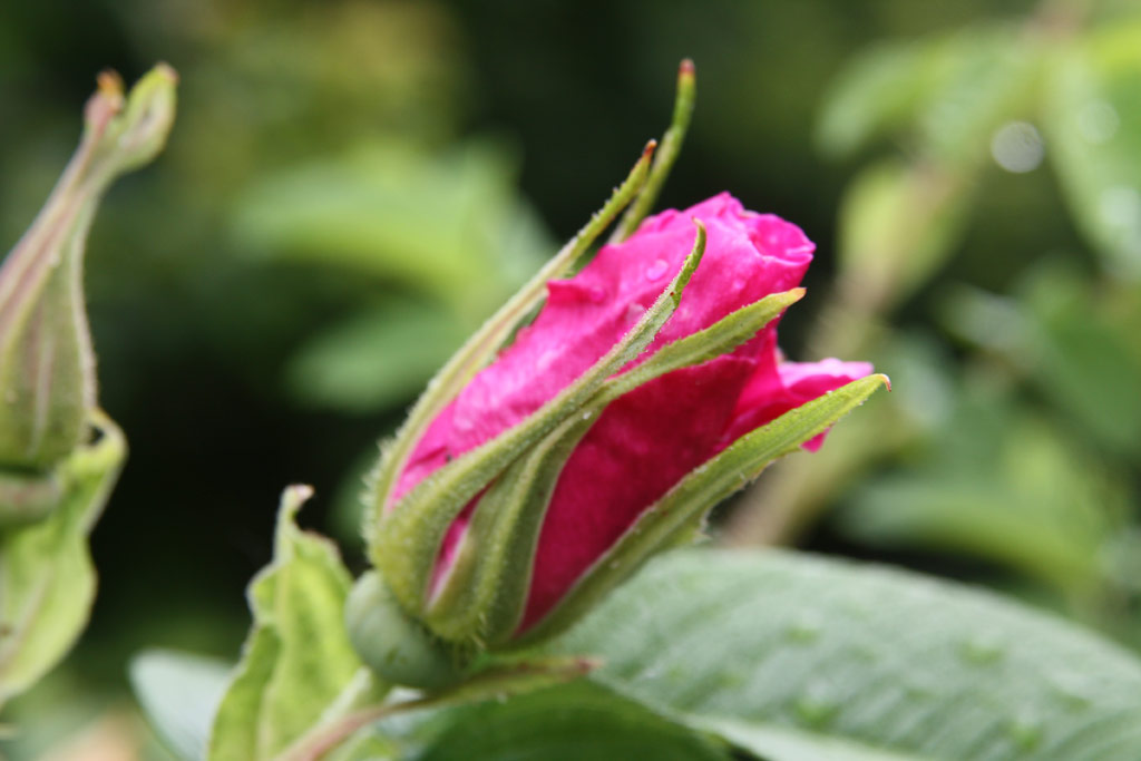 růže Pierette (Uhl)