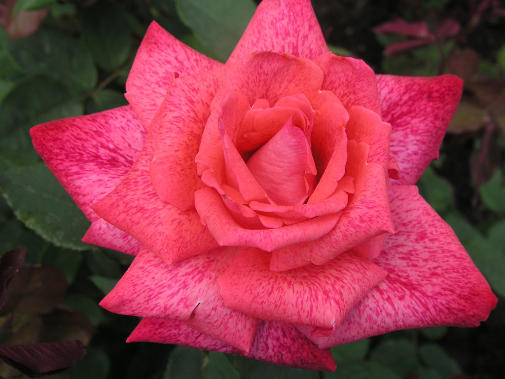 růže Pierre Cardin
