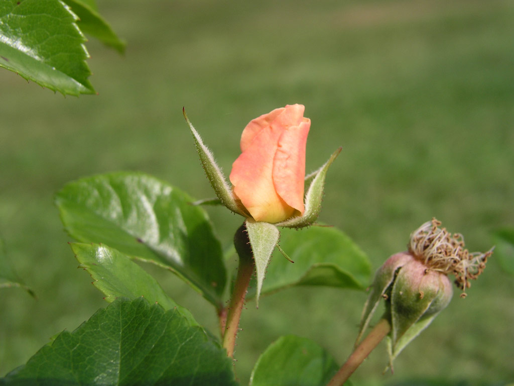 růže Pierre Gagnaire