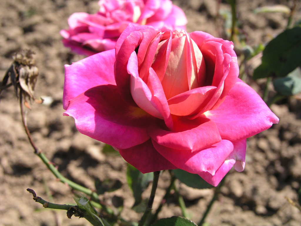 růže Pigalle (1951)