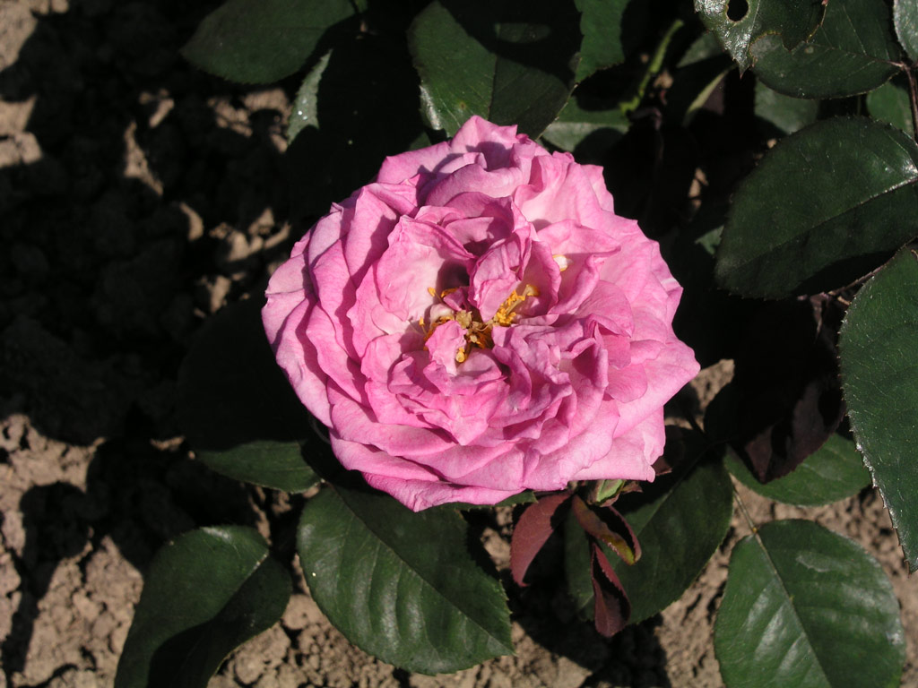 růže Pigmy Lavender