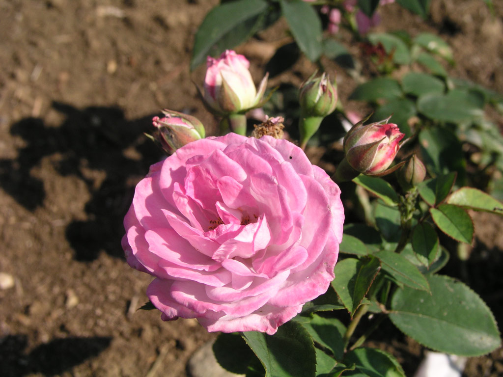 růže Pigmy Lavender